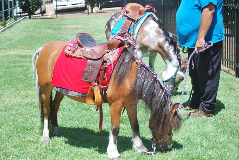 Gallery photo 5 of Perfectly Pettable Party Animals & Pony RIdes