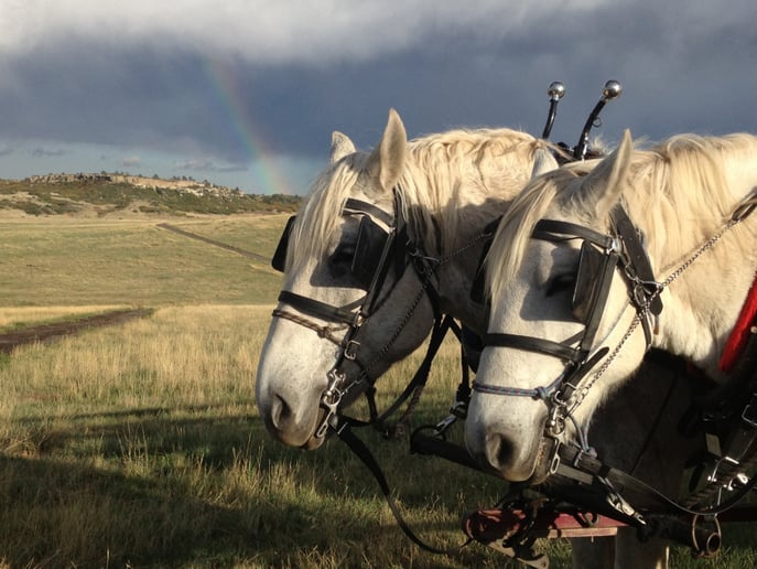 Gallery photo 8 of Perseverance Ranch Carriages and Wagons