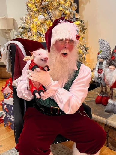Gallery photo 11 of Personal Santa Photos with Santa Mark