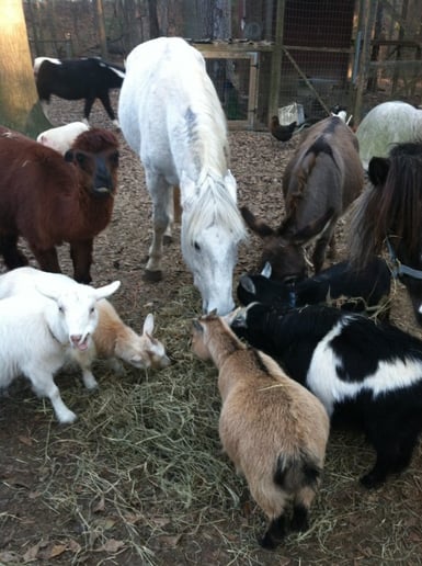Gallery photo 33 of Pet Parties Plus, LLC