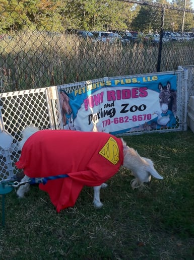 Gallery photo 41 of Pet Parties Plus, LLC