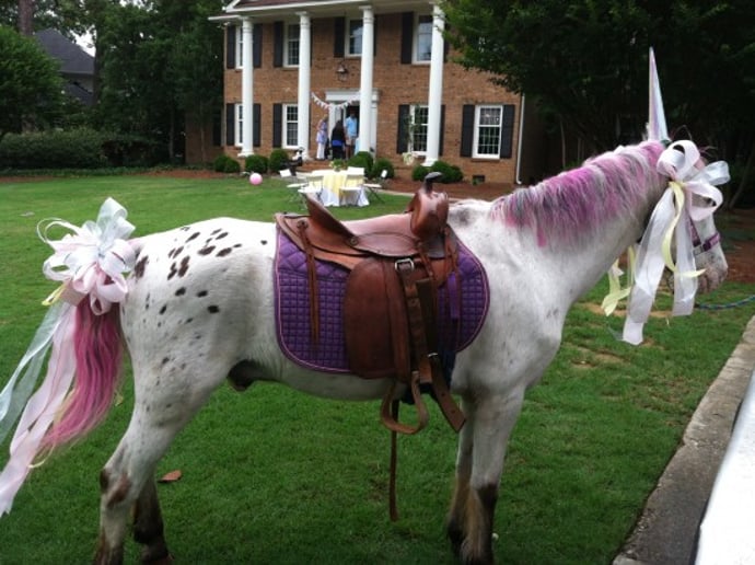 Gallery photo 51 of Pet Parties Plus, LLC