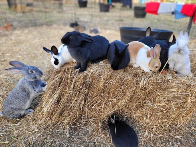 Gallery photo 91 of Pet Parties Plus, LLC