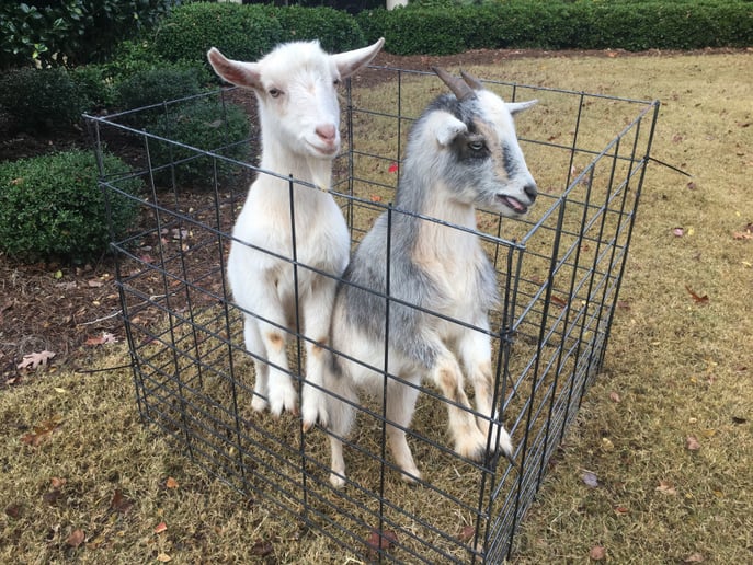 Gallery photo 95 of Pet Parties Plus, LLC