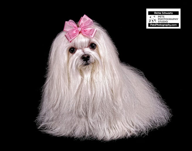 Gallery photo 1 of Pets Photography Studio