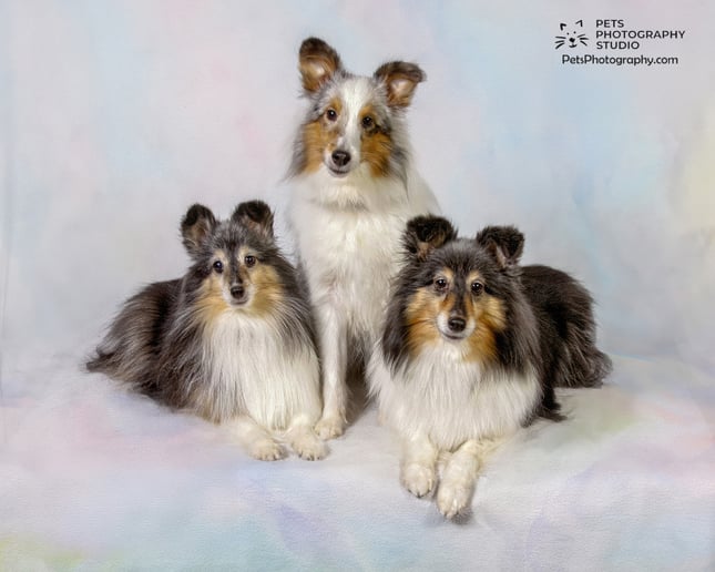Gallery photo 3 of Pets Photography Studio