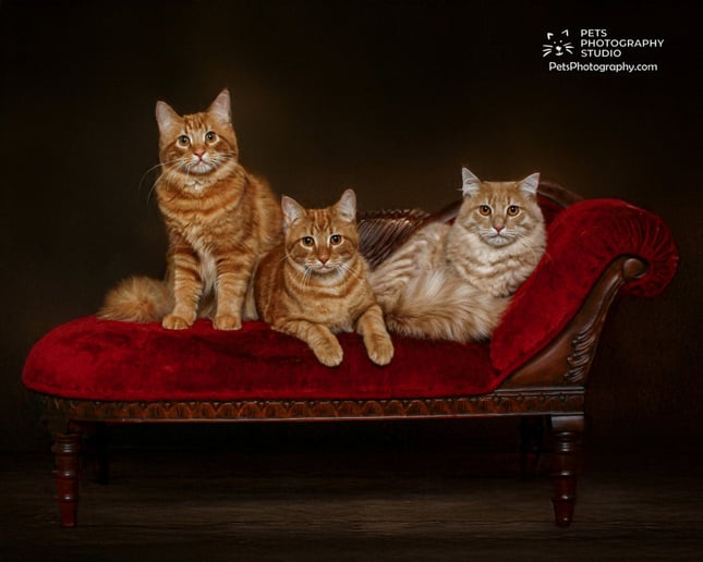 Gallery photo 4 of Pets Photography Studio