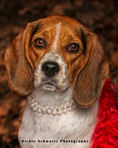 Gallery photo 5 of Pets Photography Studio