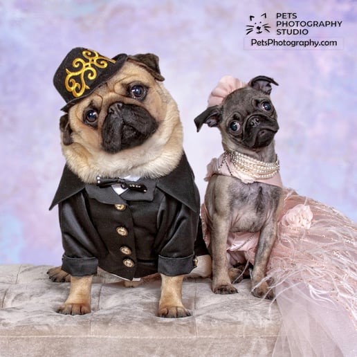 Gallery photo 6 of Pets Photography Studio