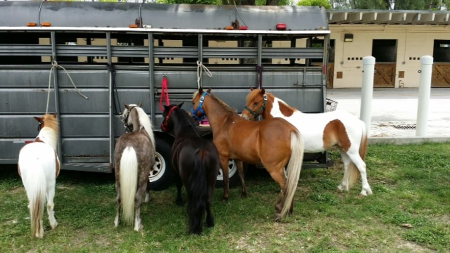 Gallery photo 6 of Petting Zoo & Pony Rides of Miami