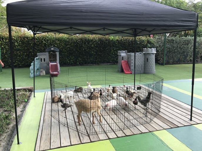 Gallery photo 1 of Petting Zoo & Pony Rides of Miami