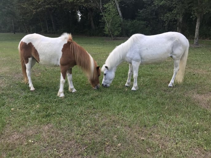 Gallery photo 2 of Petting Zoo & Pony Rides of Miami