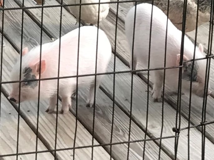Gallery photo 7 of Petting Zoo & Pony Rides of Miami