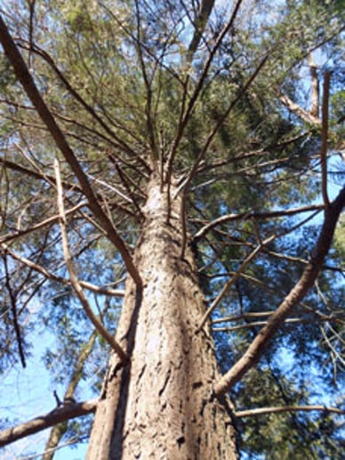Gallery photo 2 of Pine Grooves