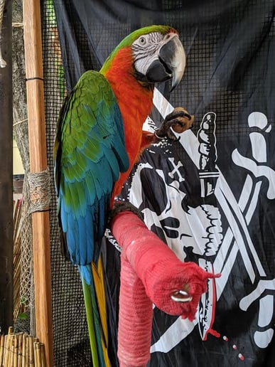 Gallery photo 3 of Piratical Parrot