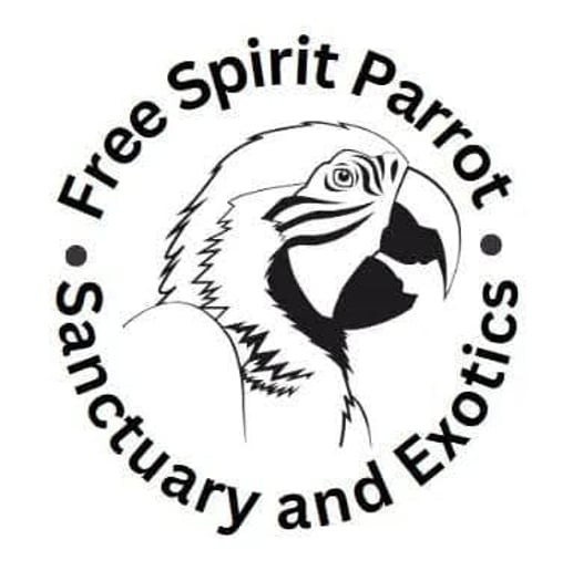Gallery photo 4 of Piratical Parrot