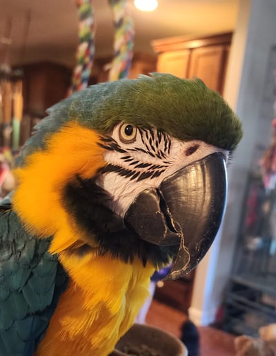 Gallery photo 5 of Piratical Parrot