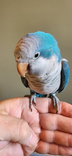 Gallery photo 6 of Piratical Parrot