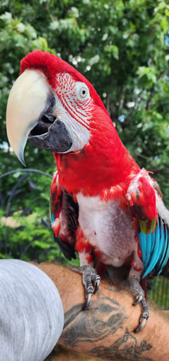 Gallery photo 7 of Piratical Parrot