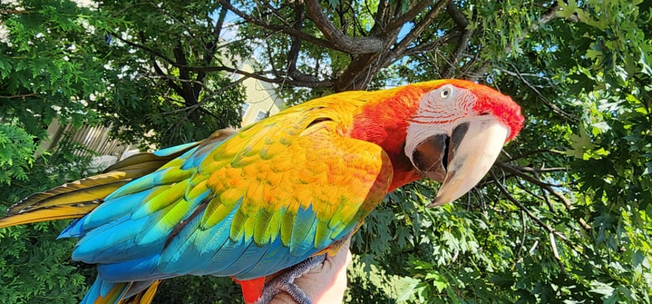 Gallery photo 8 of Piratical Parrot