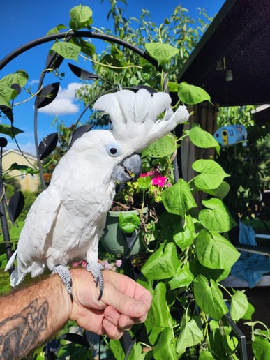 Gallery photo 9 of Piratical Parrot