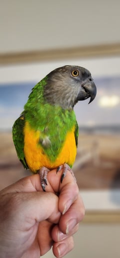 Gallery photo 10 of Piratical Parrot