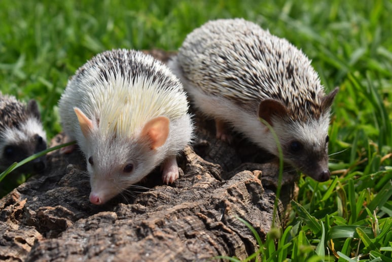 Gallery photo 9 of Plowman Wildlife Experience