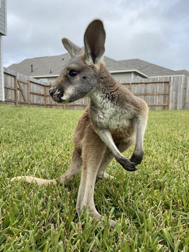 Gallery photo 10 of Plowman Wildlife Experience