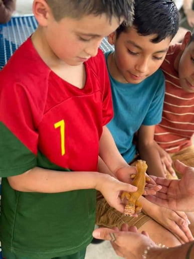 Gallery photo 6 of Plowman Wildlife Experience