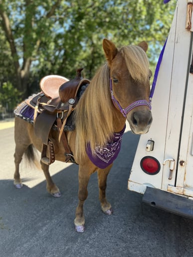 Gallery photo 2 of Pocket Size Pony Rides