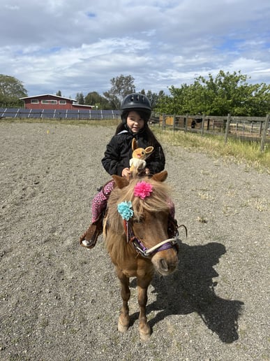 Gallery photo 3 of Pocket Size Pony Rides