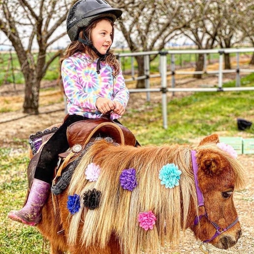 Gallery photo 6 of Pocket Size Pony Rides