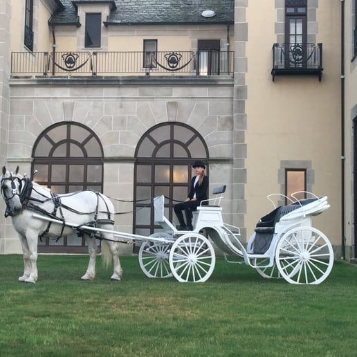 Gallery photo 7 of Ponies Will Travel - Pony Parties