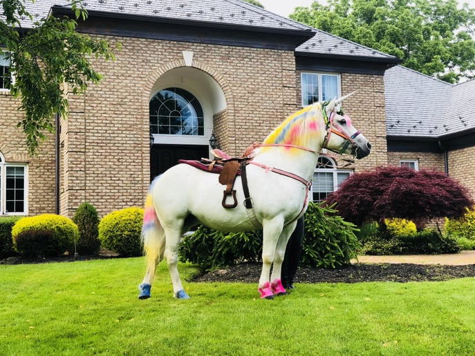 Gallery photo 11 of Ponies Will Travel - Pony Parties