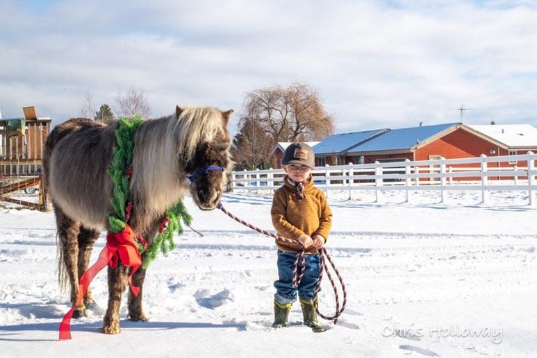Gallery photo 1 of Pony Go Round