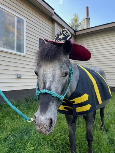 Gallery photo 6 of Pony Go Round