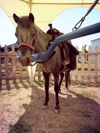 Gallery photo 8 of Pony Go Round