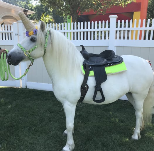 Gallery photo 4 of Pony Parties By Wild West Farms