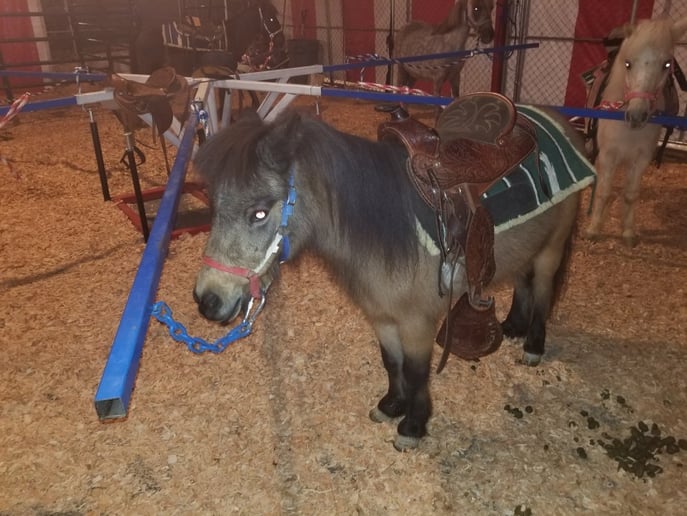 Gallery photo 9 of Barn Yard Buddies
