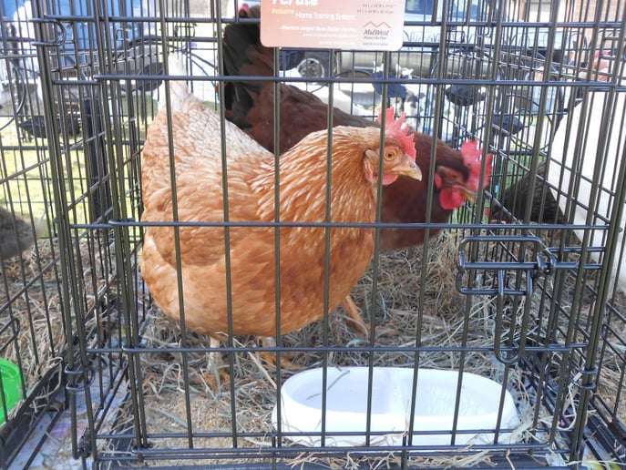 Gallery photo 2 of Pony Time Ranch & Petting Zoo