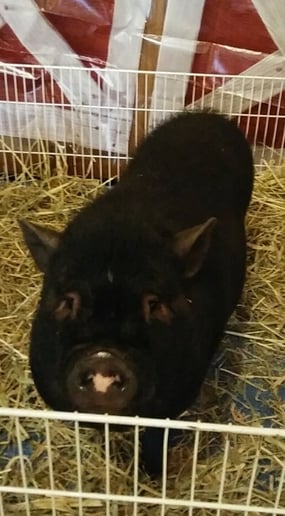 Gallery photo 9 of Pony Time Ranch & Petting Zoo
