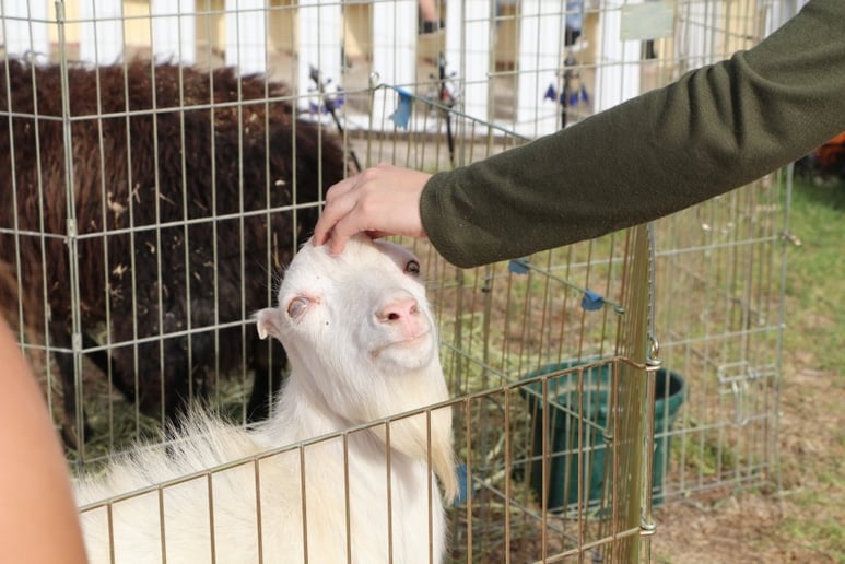 Gallery photo 9 of Ponyland Pony Parties and Petting Zoos