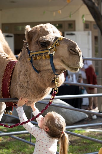 Gallery photo 1 of Earth and Sun Camels