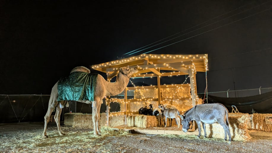 Gallery photo 4 of Earth and Sun Camels