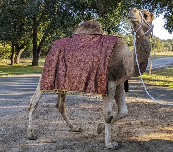 Gallery photo 5 of Earth and Sun Camels