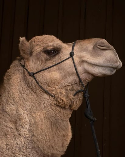 Gallery photo 6 of Earth and Sun Camels