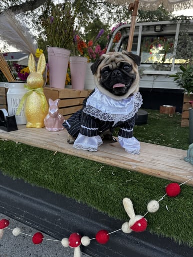 Gallery photo 1 of Pugs and Petals