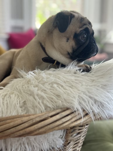 Gallery photo 7 of Pugs and Petals