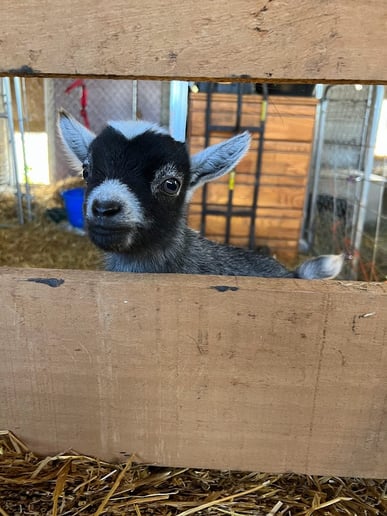 Gallery photo 5 of Pygmy Goat Parties & Petting Zoos