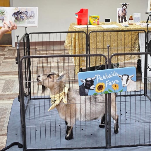 Gallery photo 2 of Pygmy Goat Parties & Petting Zoos